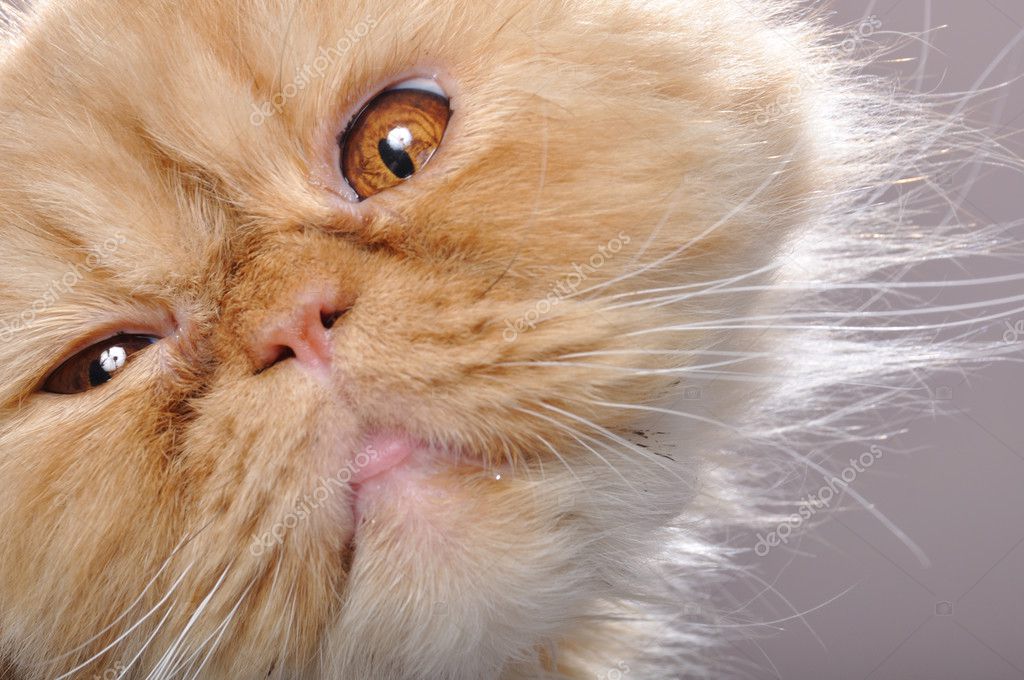 Funny Face Of A Red Persian Cat — Stock Photo © Cherry-Merry #5739237