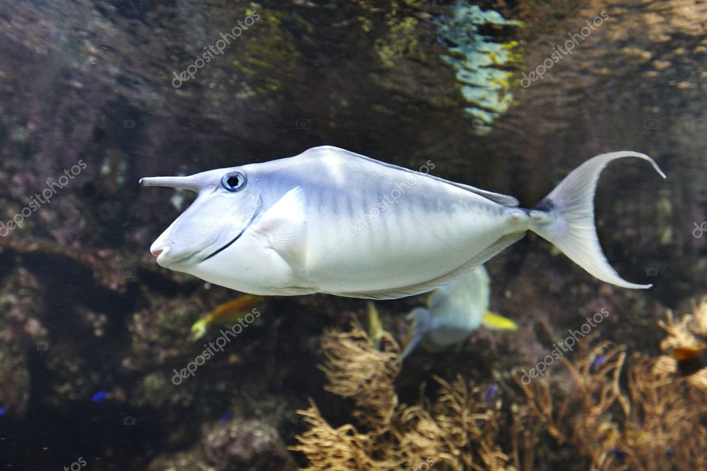 Coral fish with horn underwater. — Stock Photo © poznyakov 6256650