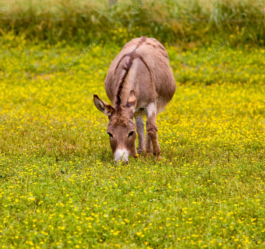 Baby donkey in meadow eating flowers — Stock Photo © steveheap 5900077