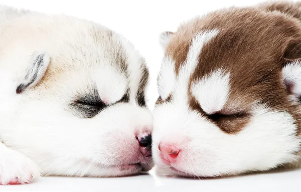 Close Up Husky