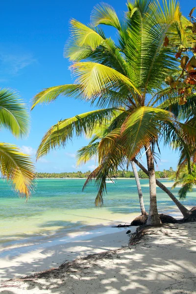 Tropical beach with beautiful palms