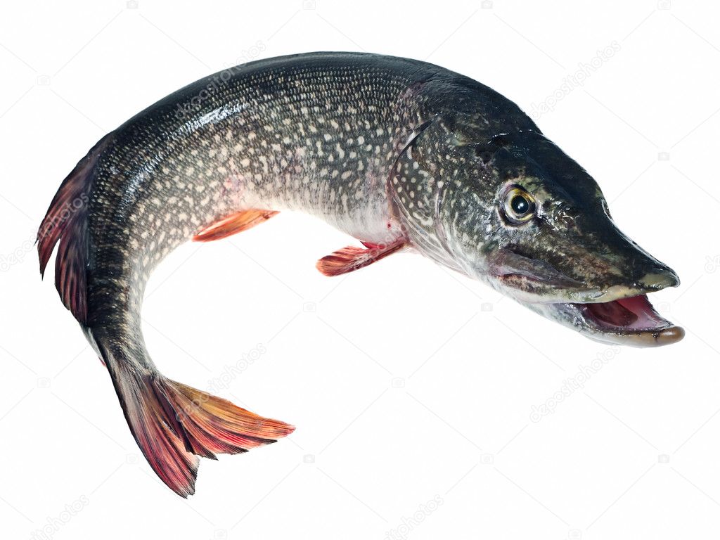 large pike