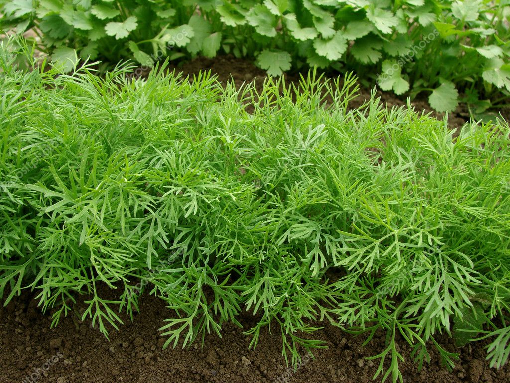 Growing Dill