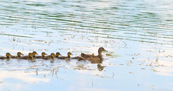 Duck and ducklings