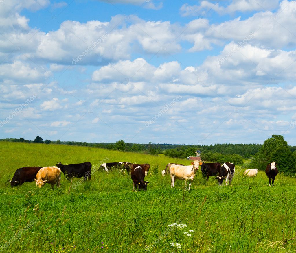 depositphotos_6255605-Cows-in-the-meadow.jpg