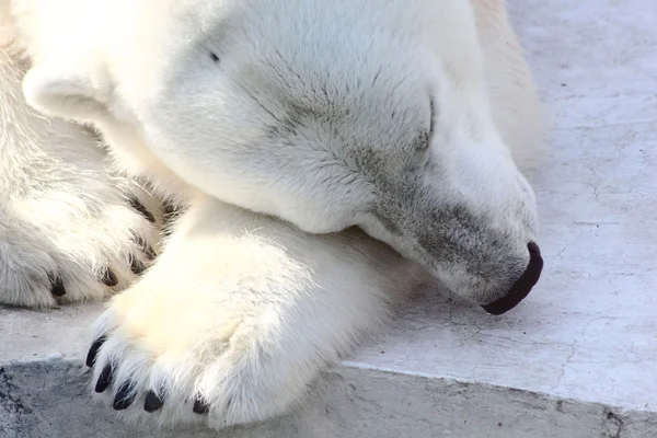 Polar bear. Sleep.