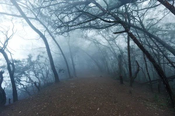 Misty scary forest in fog