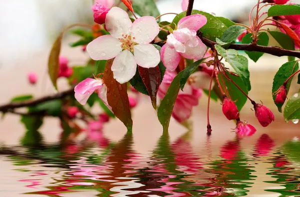 Blossoming of sakura flowers