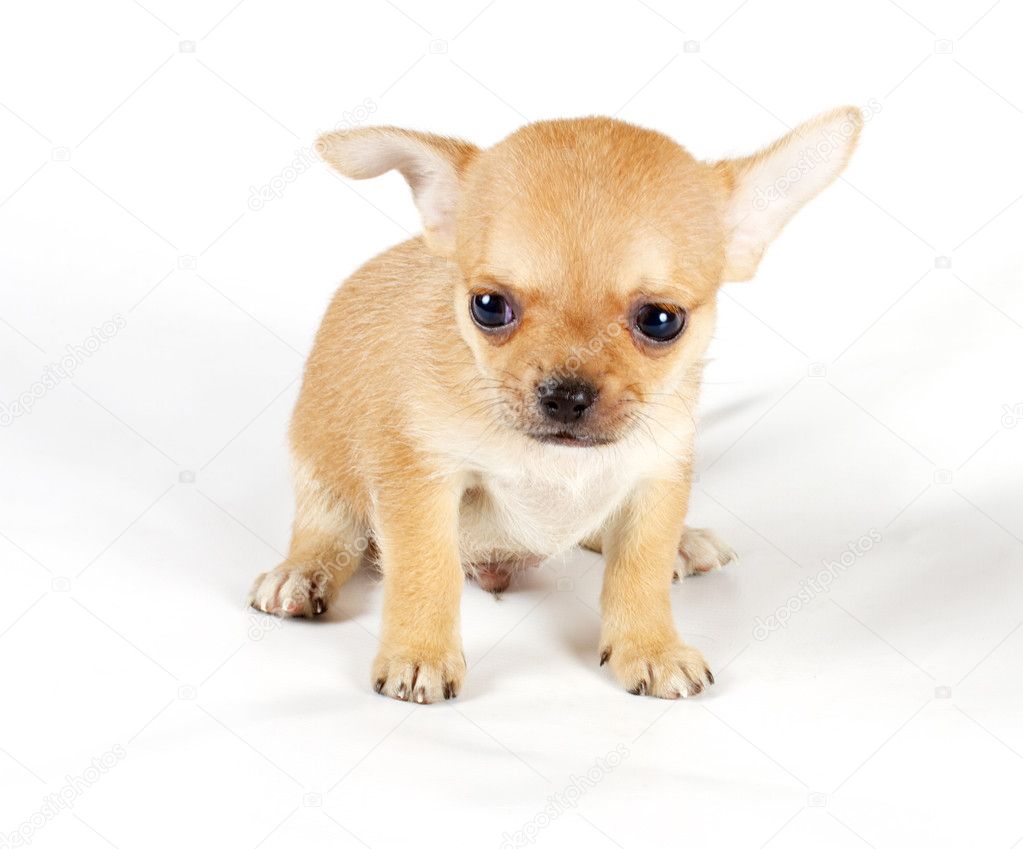 Cute Chihuahua Puppy