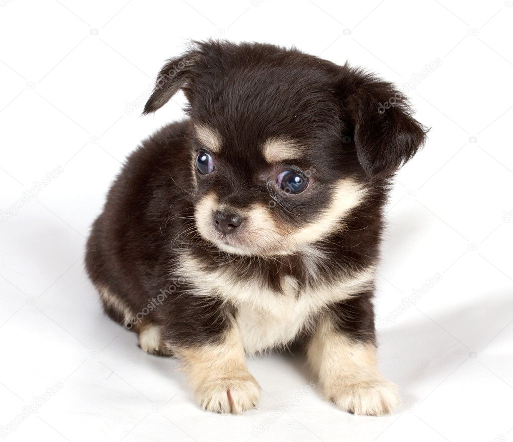 A Small Puppy