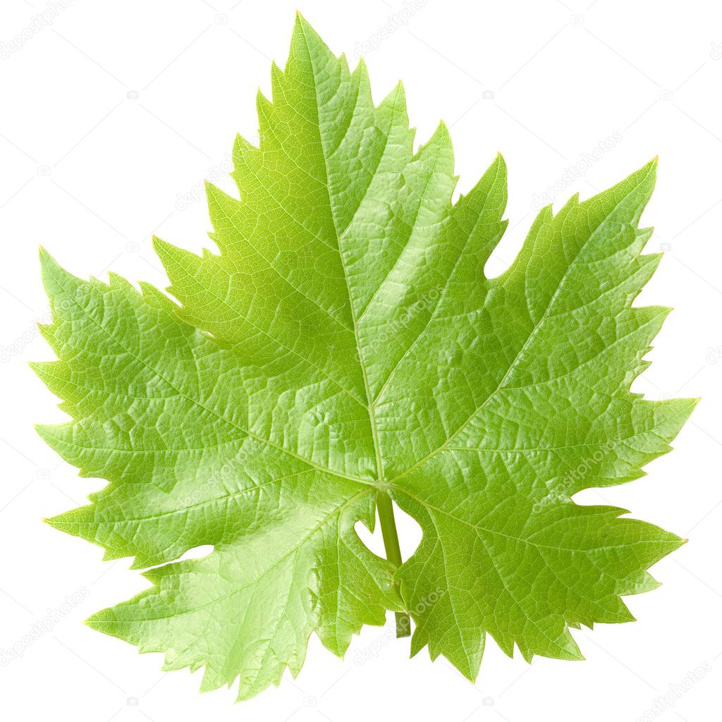 Vine Leaf