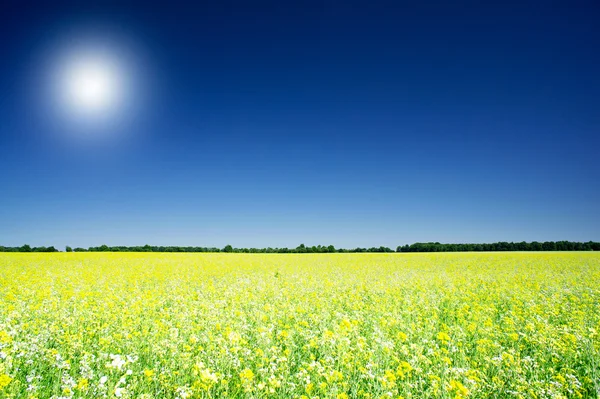 Golden rapeseed field under blue sky and sun.