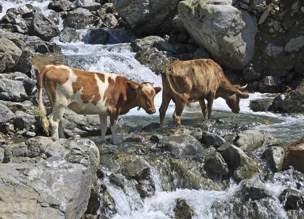 Two cows drinking from mountain small river in hot summer day
