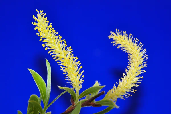 Salix Flower