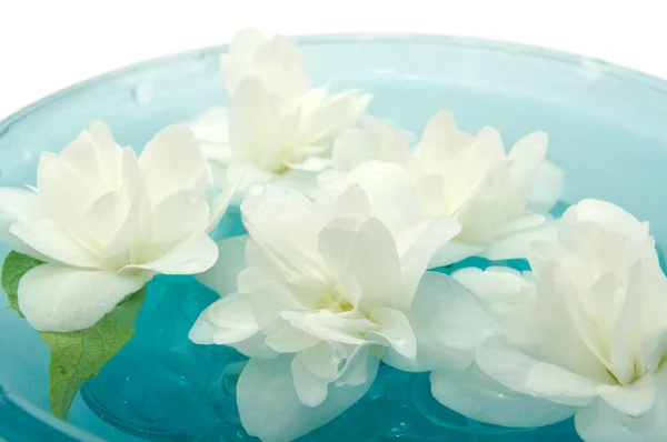 Picture Jasmine Flower on Jasmine Flowers Floating On Water   Stock Photo    Digifuture  5561290