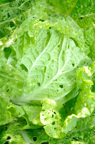 Cabbage Bok Choy