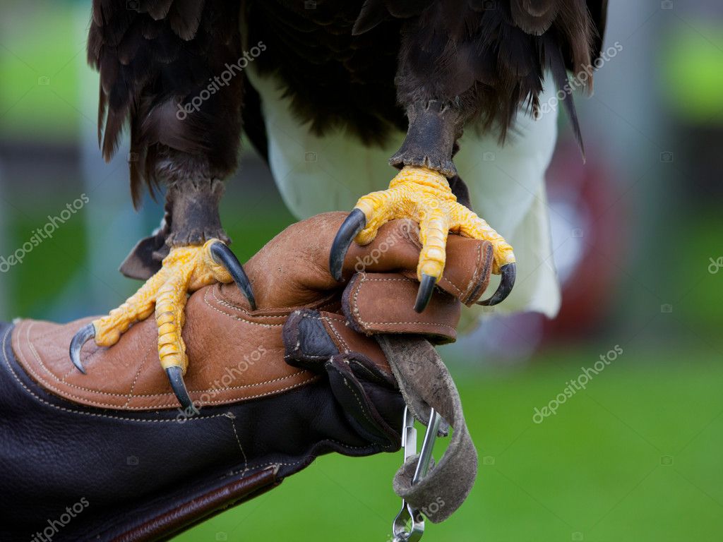 claws of eagle