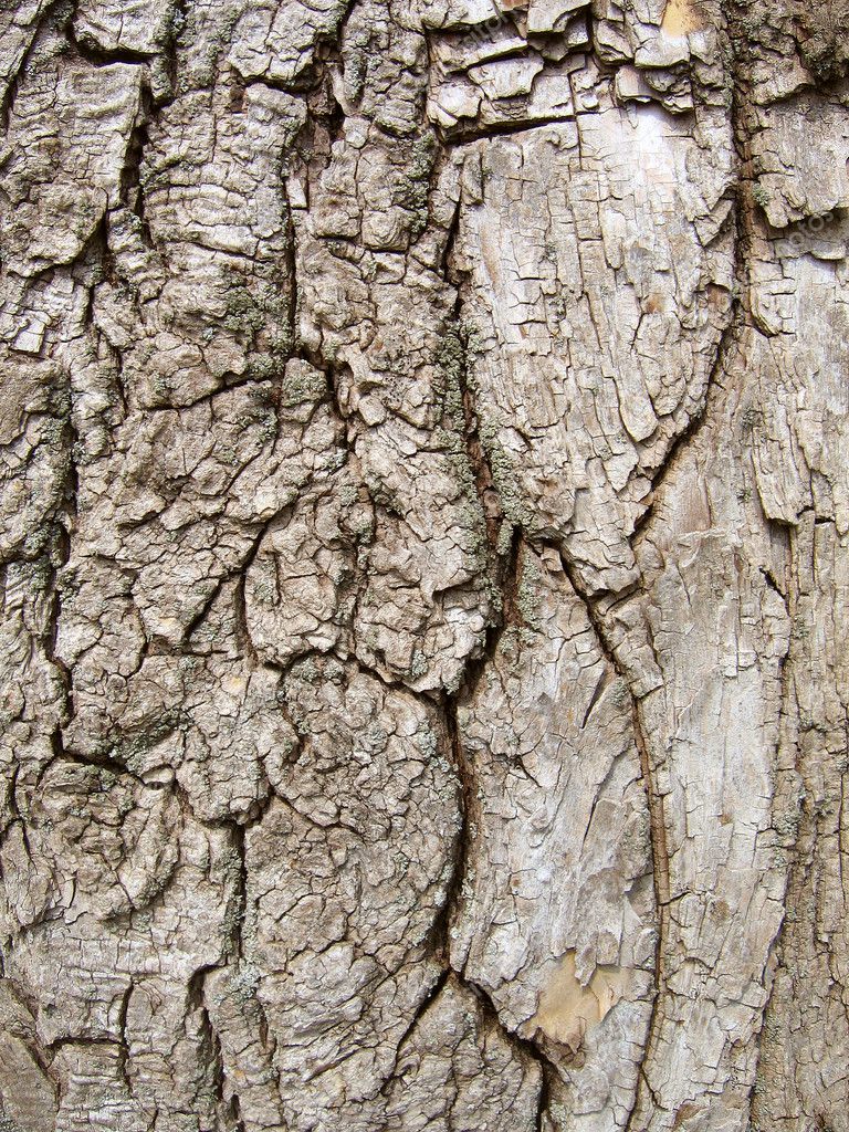 bark wood