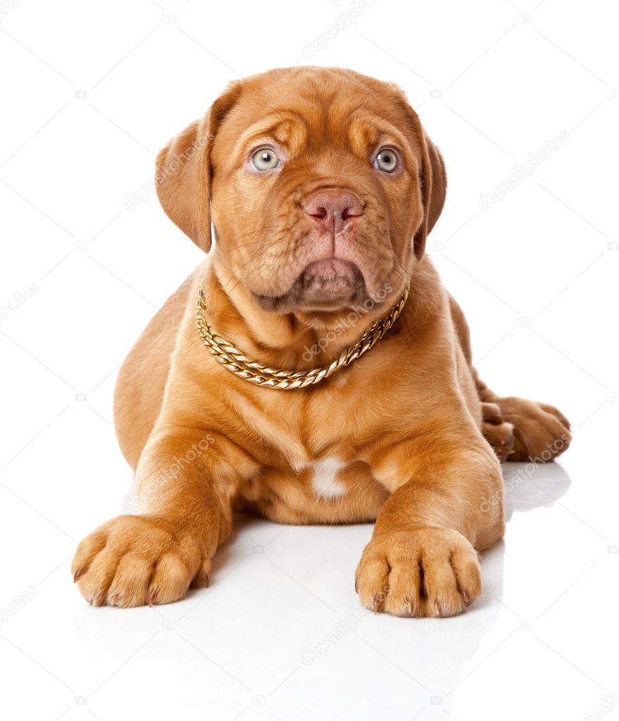 Dogue+de+bordeaux+french+mastiff