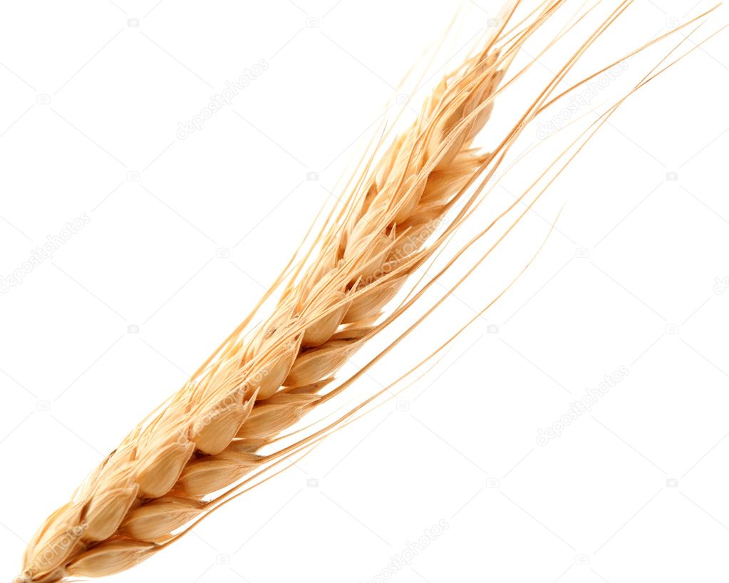 Ear Of Wheat