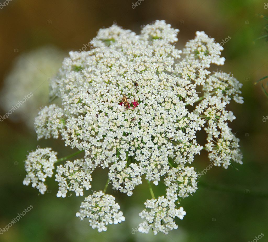 ammi majus