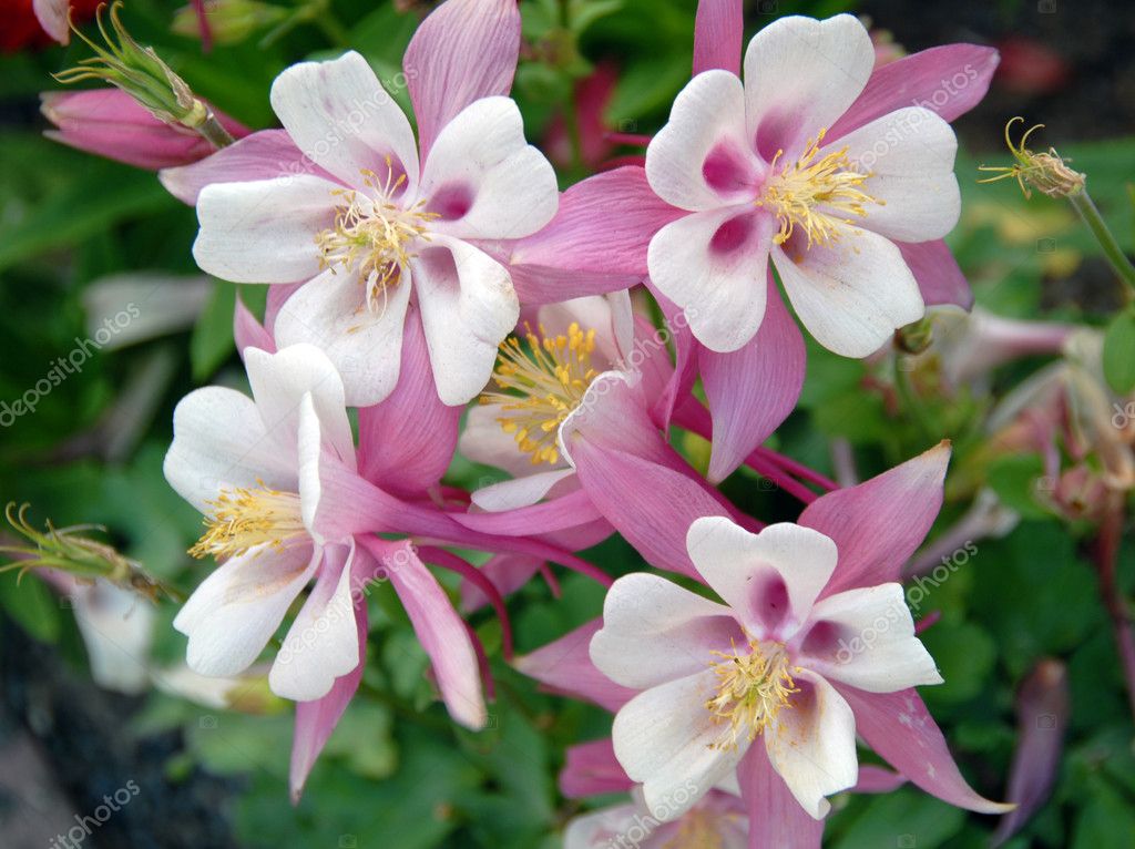 Pink White Columbine Aquilegia Chrysantha Flower — Stock Photo