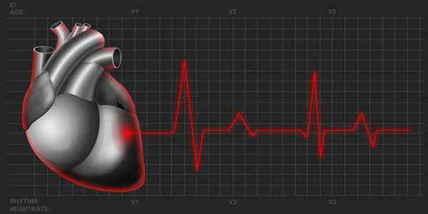 The human heart and cardiogram