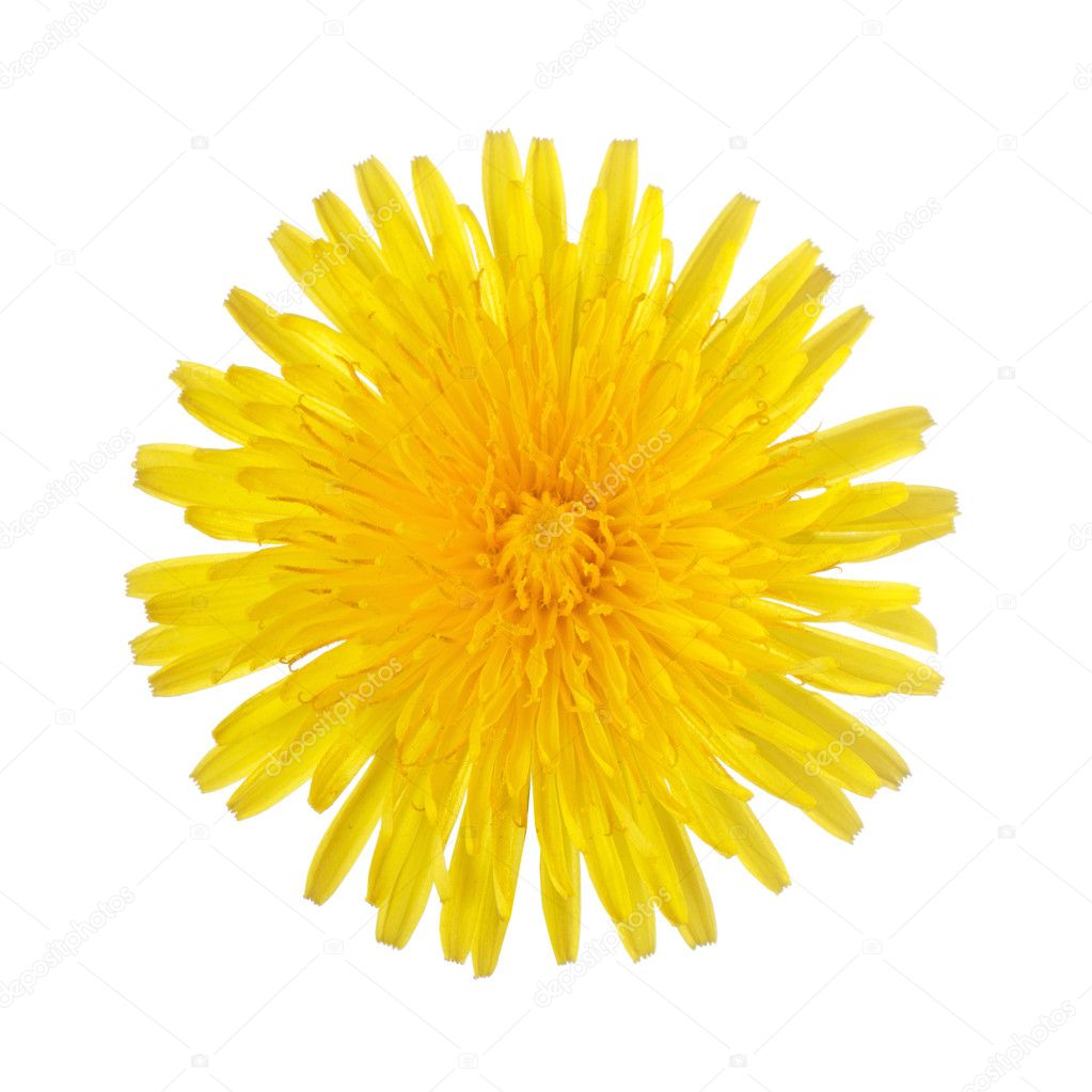 dandelion white background