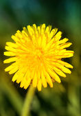 depositphotos_5742559-Dandelion.jpg