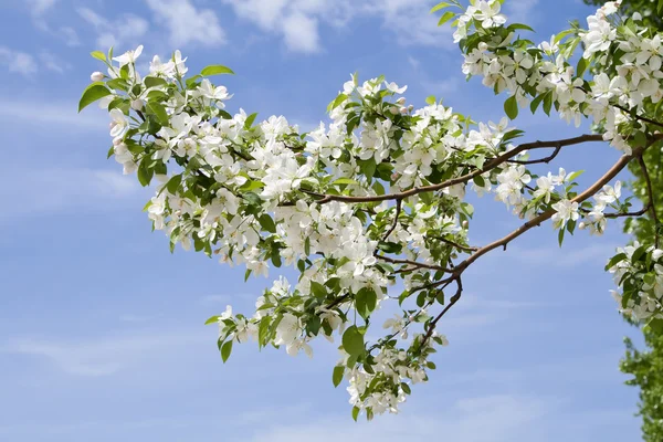 Branch of apple tree with many flowers over blue sky