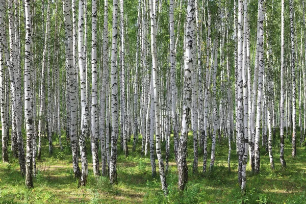 Summer green birch forest