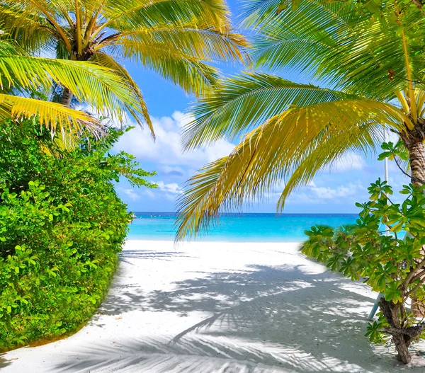 Tropical beach with palm trees near blue sea