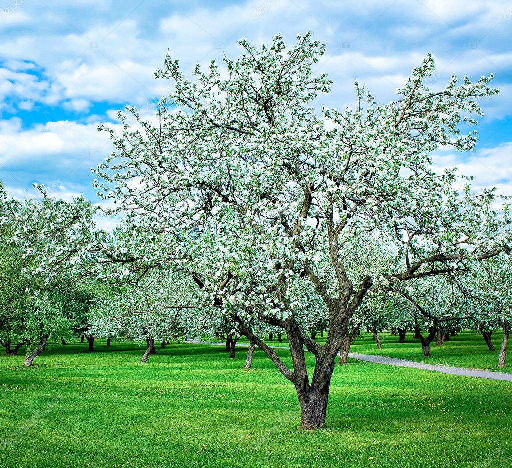 Blossoming Apple Tree