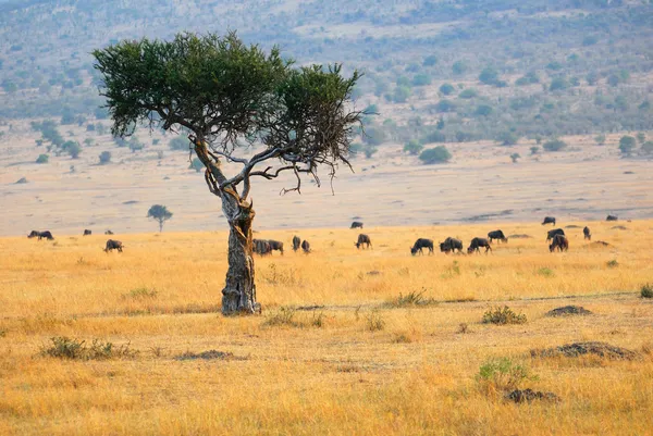African landscape with the solitary tree and antelopes