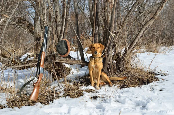 Hunting dog and rifle