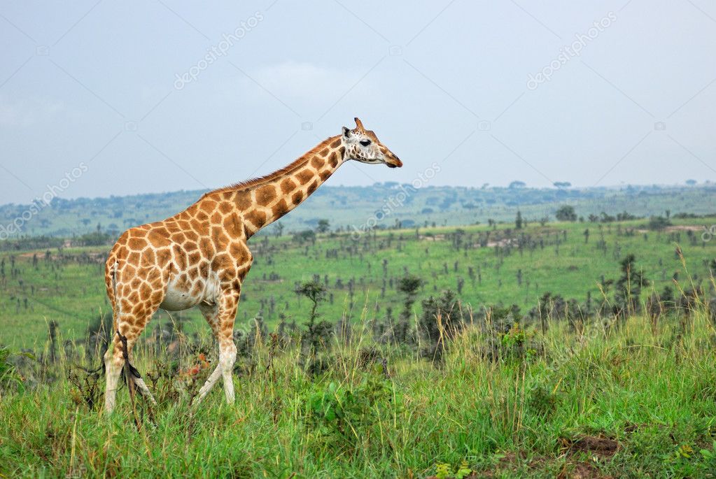 African Savanna Giraffe