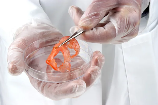 A tomato slice is examined in the food laboratory