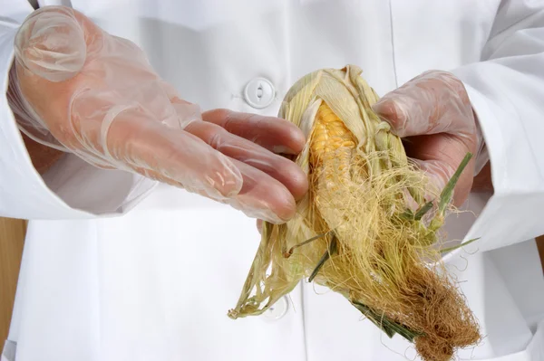 Corn cob is being investigated in the food laboratory