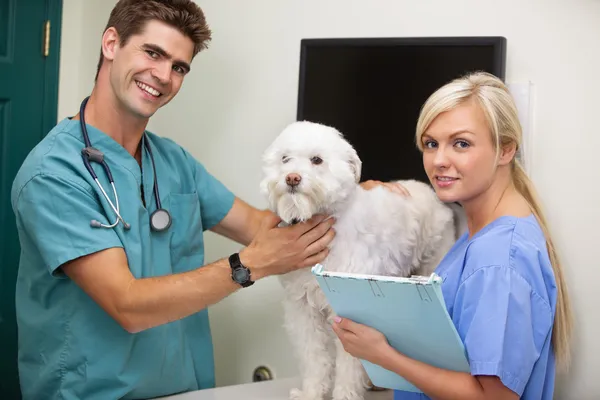 Vet with assistant examining dog