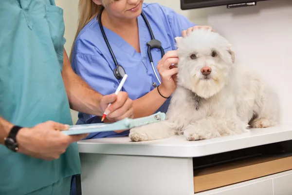 Vet and assistant examining dog