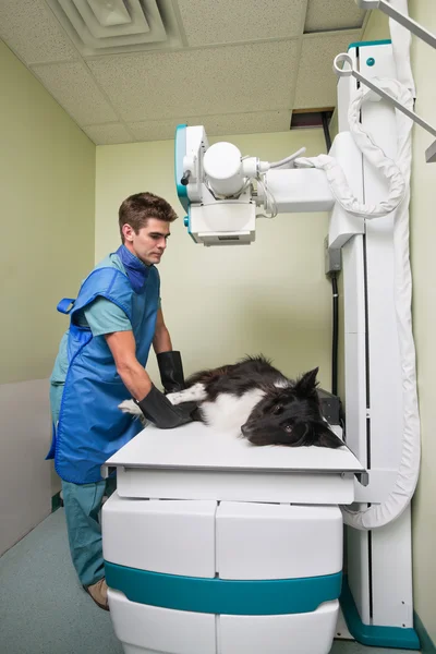 Vet taking out X-ray of a dog