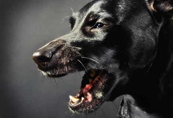 Closeup of a scary black dog