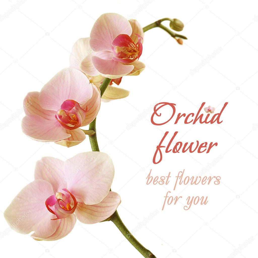 orchid flower beautiful birthday gift stock photo orchid flower beautiful birthday gift stock photo