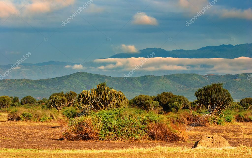 African Savannas