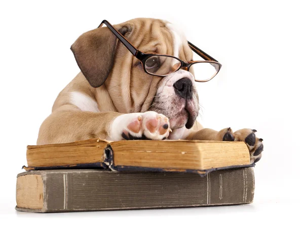 Purebred english Bulldog in glasses and book