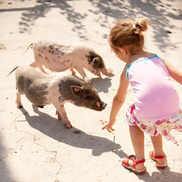 Small girl feeds little pigs