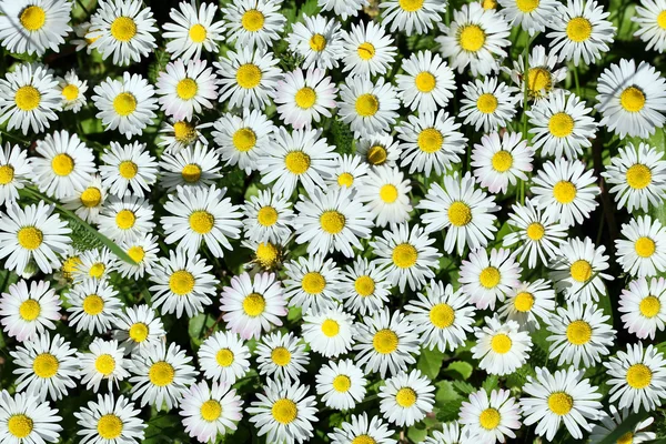 White+daisies+background