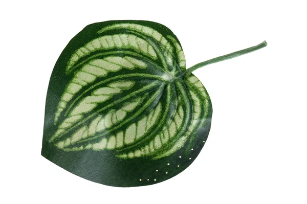 Plastic Leaf