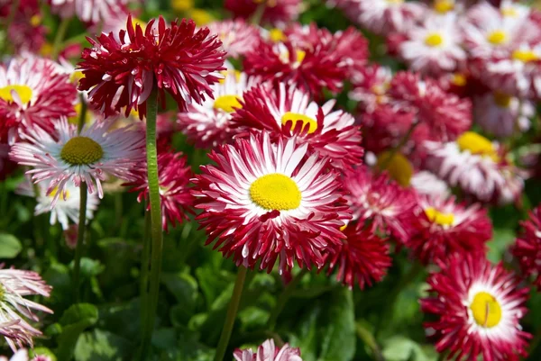 Field+of+daisies+pictures