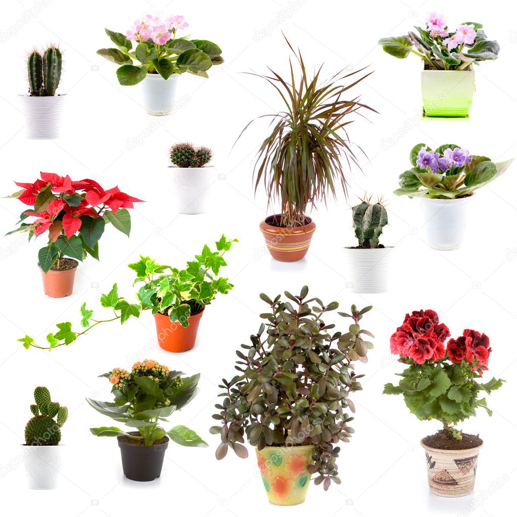 Small Potted Plants